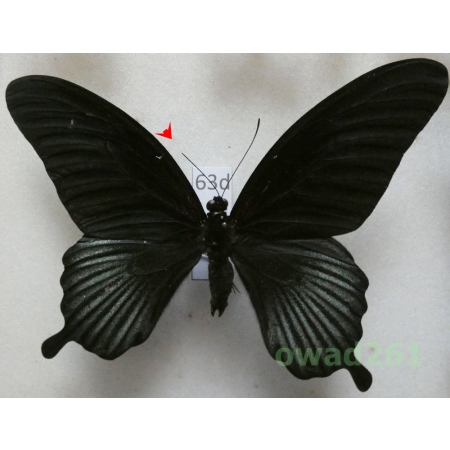 Papilio memnon Linnaeus, 1758 male Philippines 99mm63d